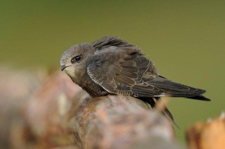 Habitat des martinets