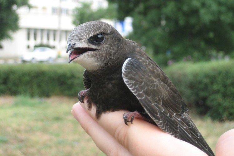 Martinet - photo d'oiseau
