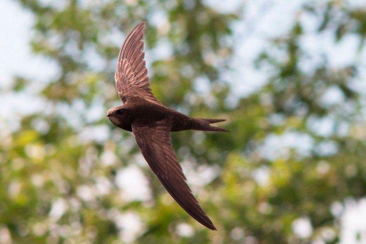 Martinet - photo d'oiseau