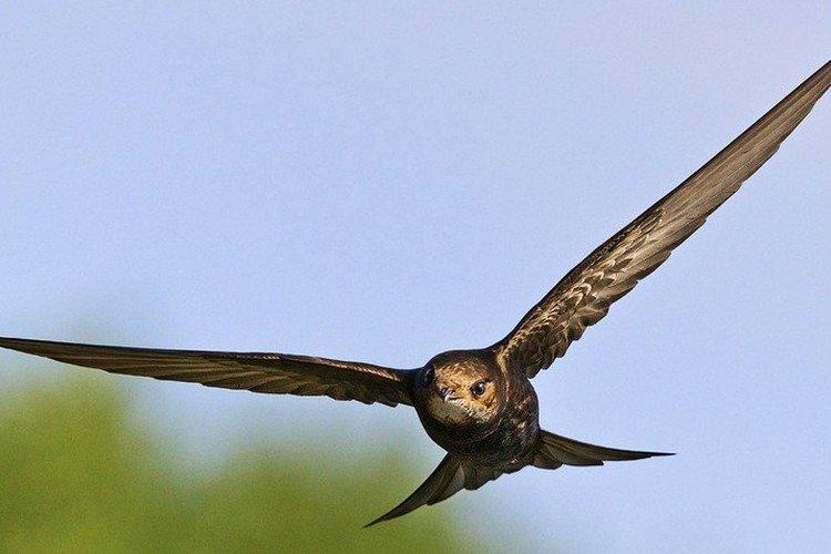 Martinet - photo d'oiseau