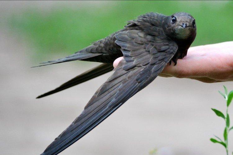 Martinet - photo d'oiseau