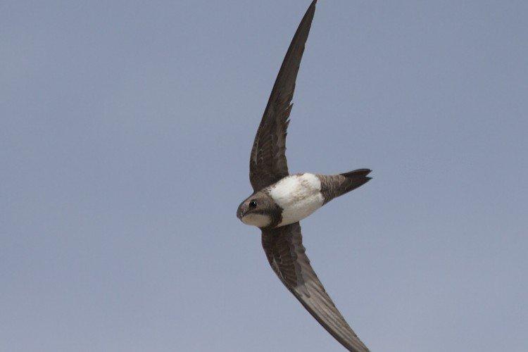 Martinet - photo d'oiseau