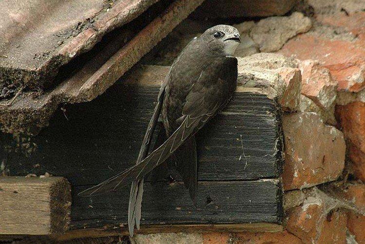 Martinet - photo d'oiseau