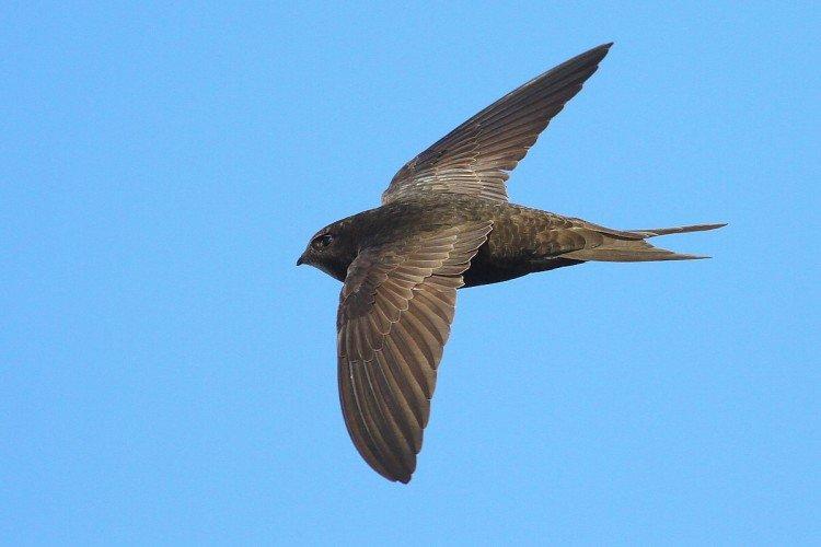 Martinet - photo d'oiseau