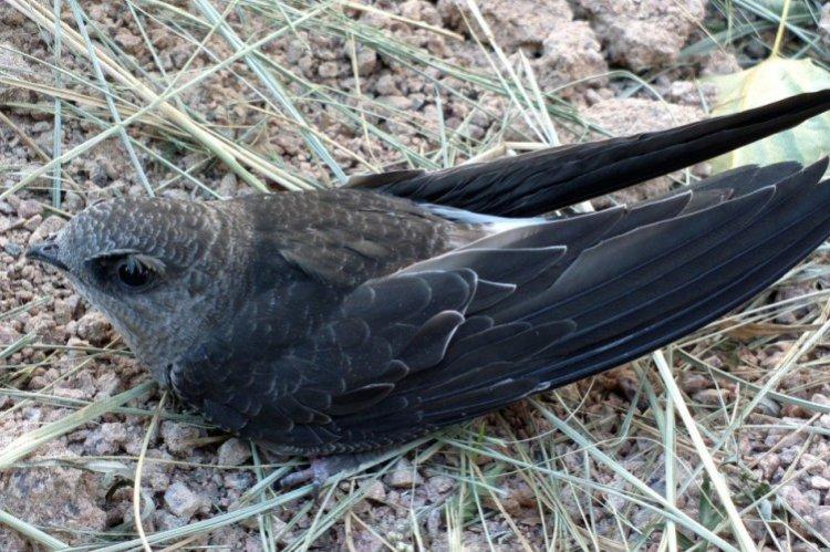 Martinet - photo d'oiseau