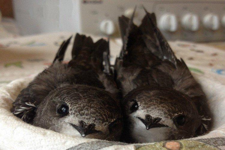 Martinet - photo d'oiseau