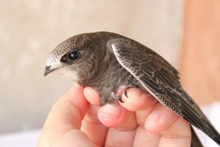 Martinet - photo d'oiseau