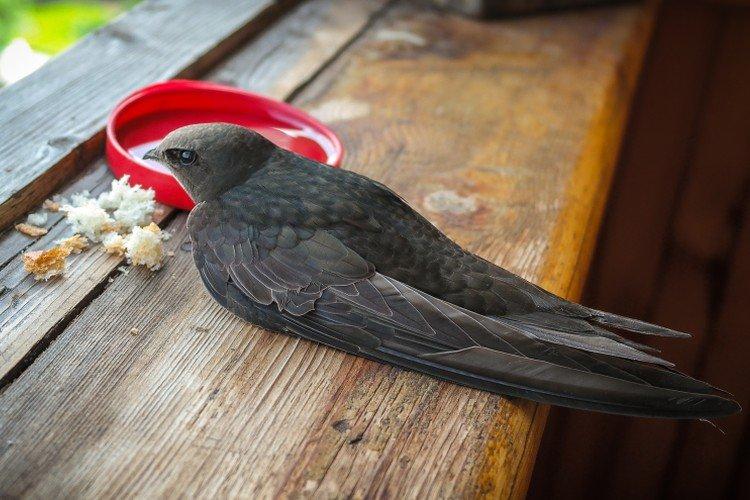 Martinet - photo d'oiseau