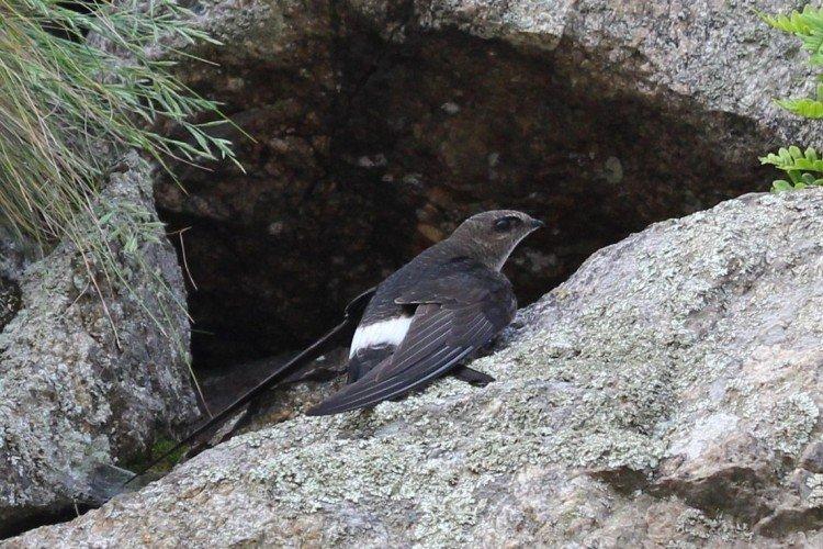 Martinet à ceinture blanche