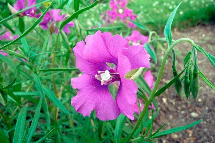Clarkia - photo