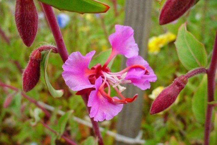 Clarkia - photo