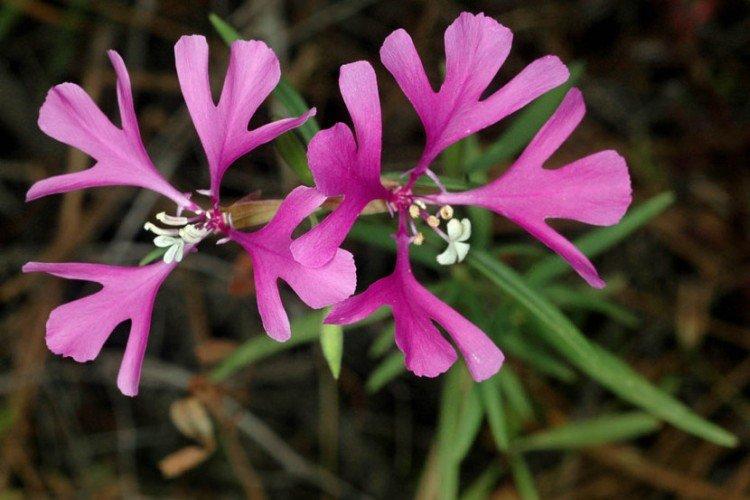 Jolie clarkia