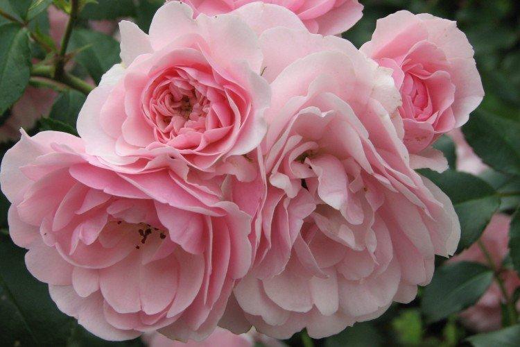 Rosier Floribunda - photo