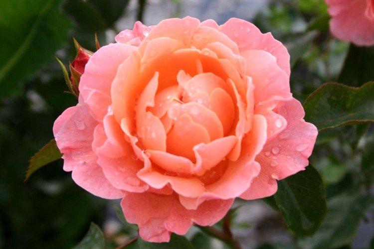 Rosier Floribunda - photo