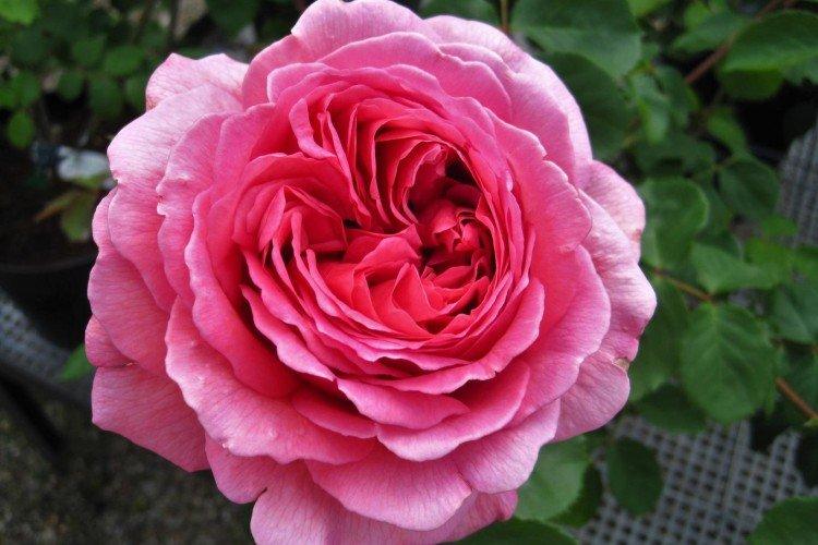 Rosier Floribunda - photo