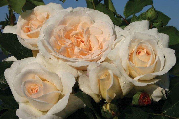 Rosier Floribunda - photo