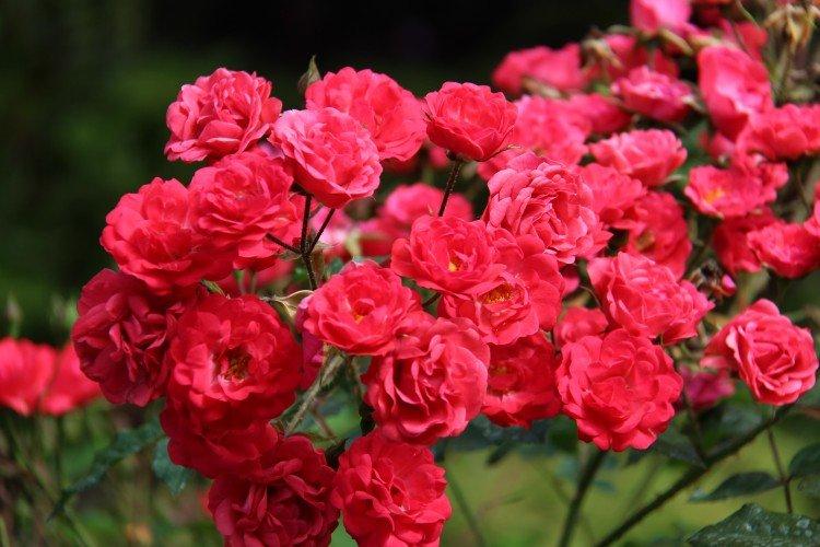 Rosier Floribunda - photo