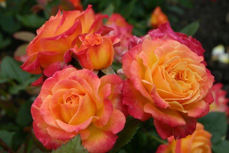 Rosier Floribunda - photo