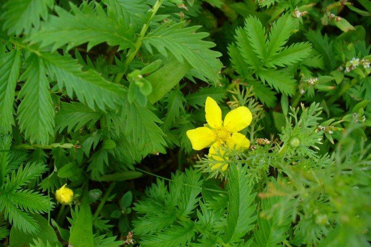 Potentille - photo