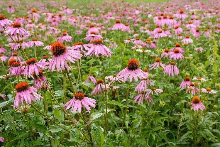 Échinacée - photo