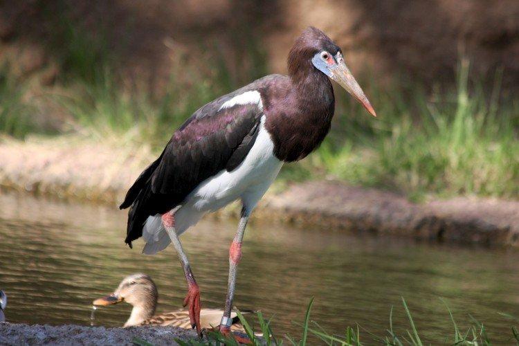 cigogne à ventre blanc