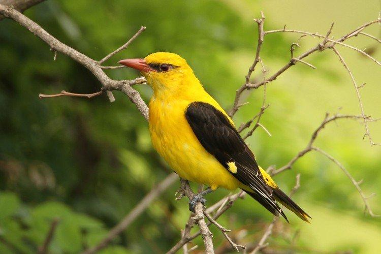 Rester en captivité