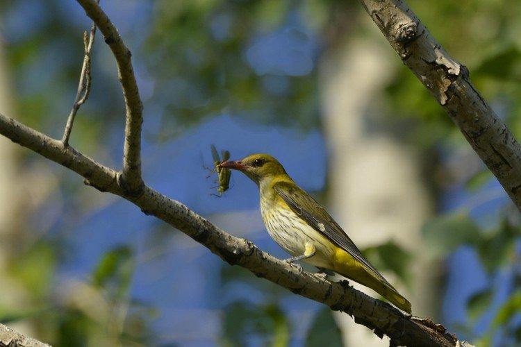 Loriots masculins et féminins : différences