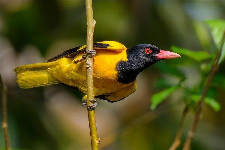 loriot chinois à tête noire
