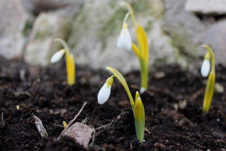 Plantation et sélection de galanthus