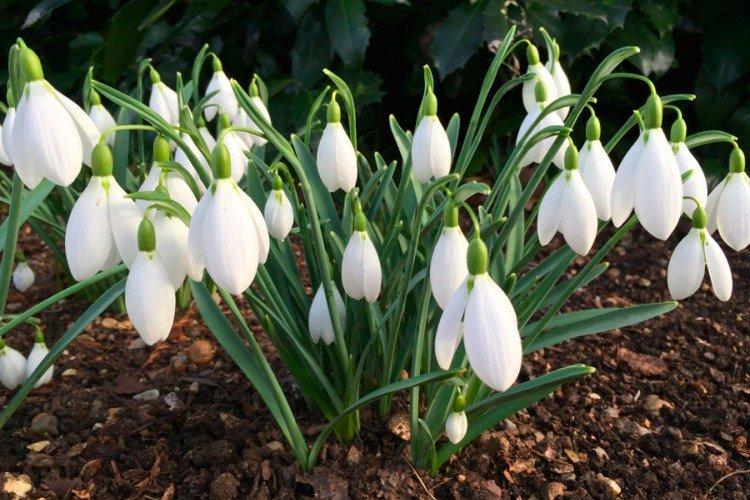 Galanthus - photo