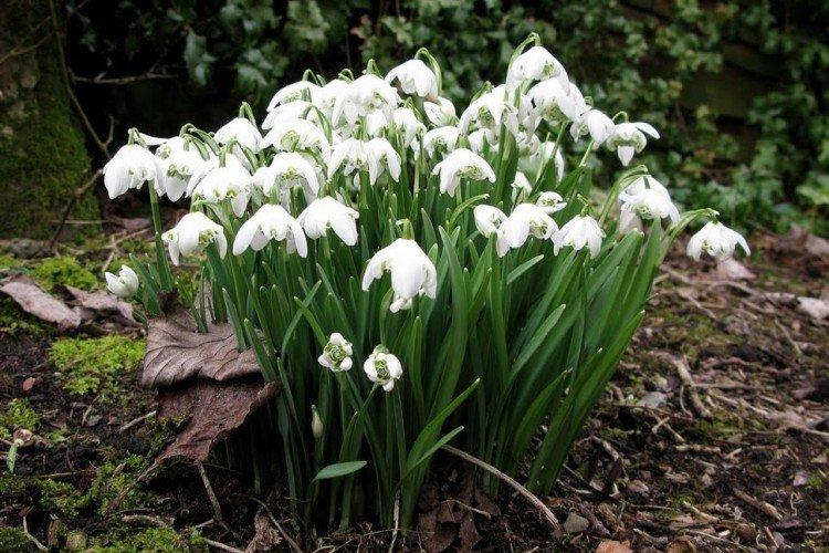Galanthus - photo