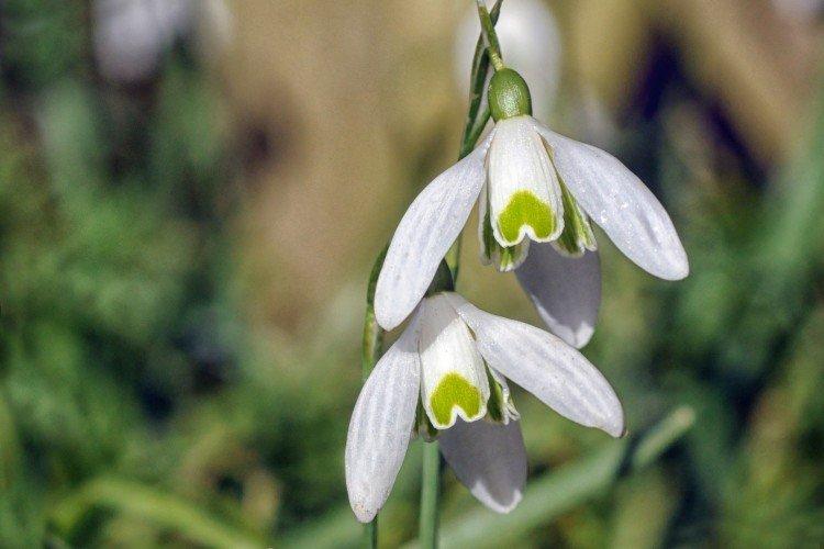 Galanthus - photo