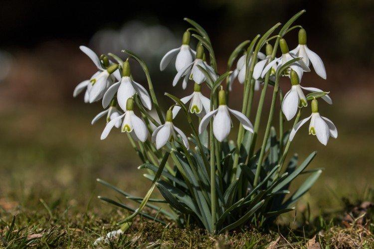 Galanthus - photo