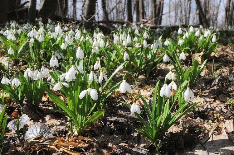 Galanthus - photo