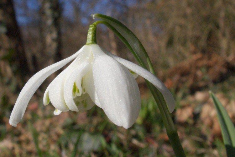 Galanthus - photo