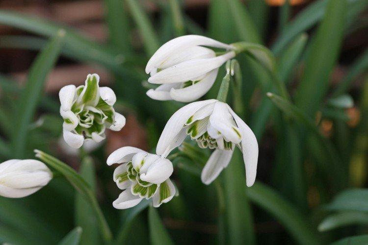 Galanthus - photo