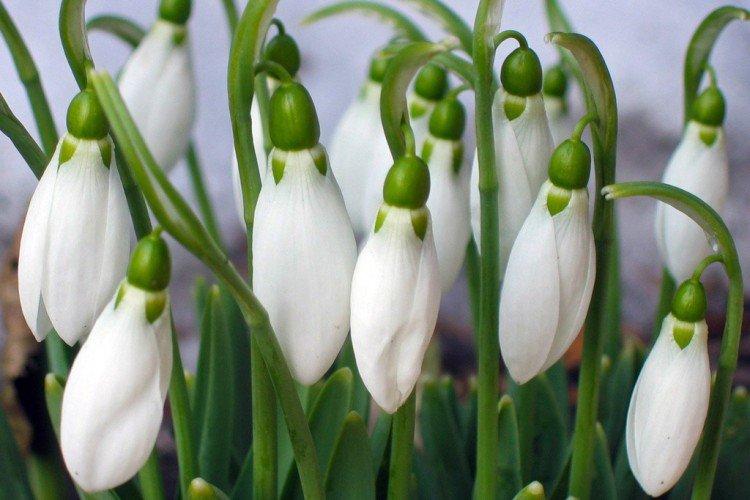Galanthus - photo