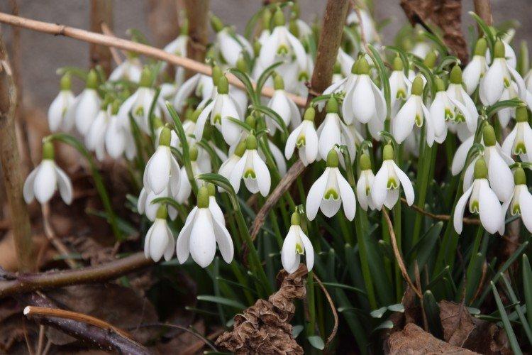 Galanthus - photo