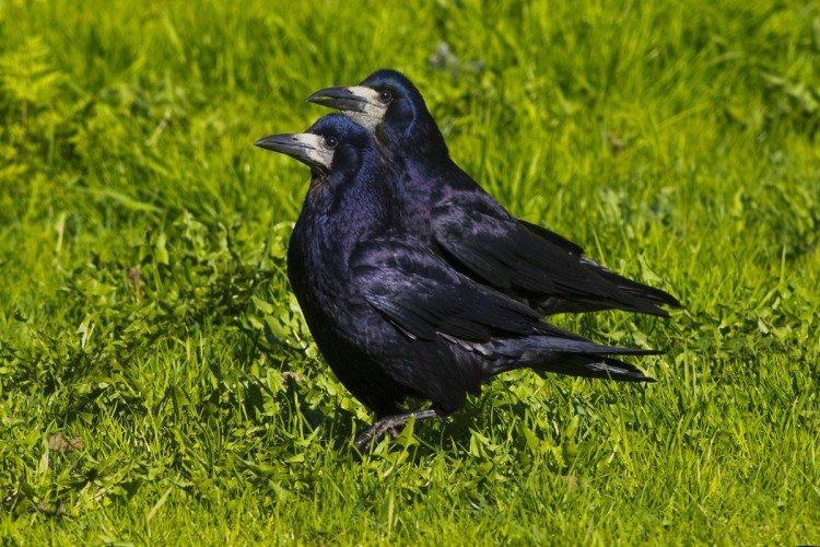 Tours - photo d'oiseau