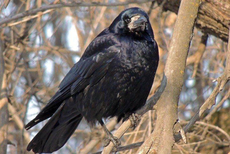 Tours - photo d'oiseau