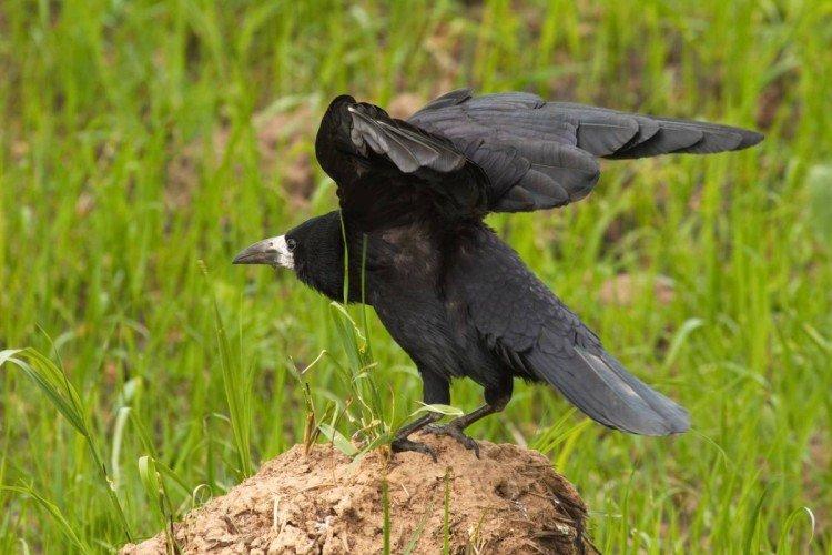Tours - photo d'oiseau