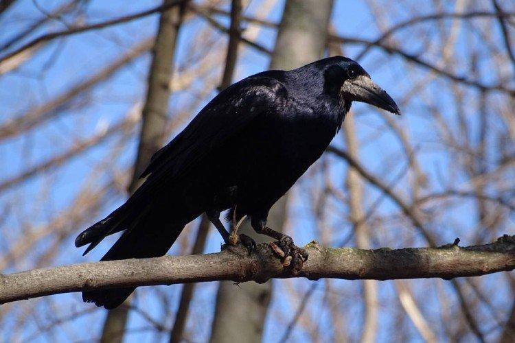 Les corbeaux et les corbeaux : les différences