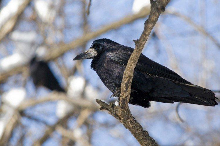 Tours - photo d'oiseau