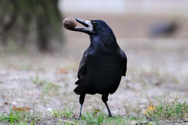 Tours - photo d'oiseau