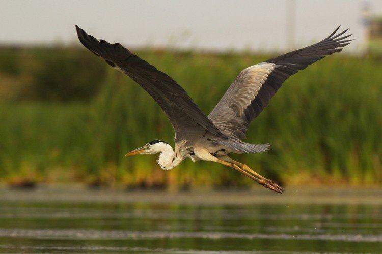 Héron - photo d'oiseau