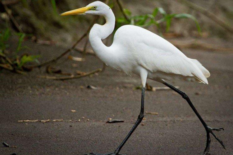 Héron - photo d'oiseau