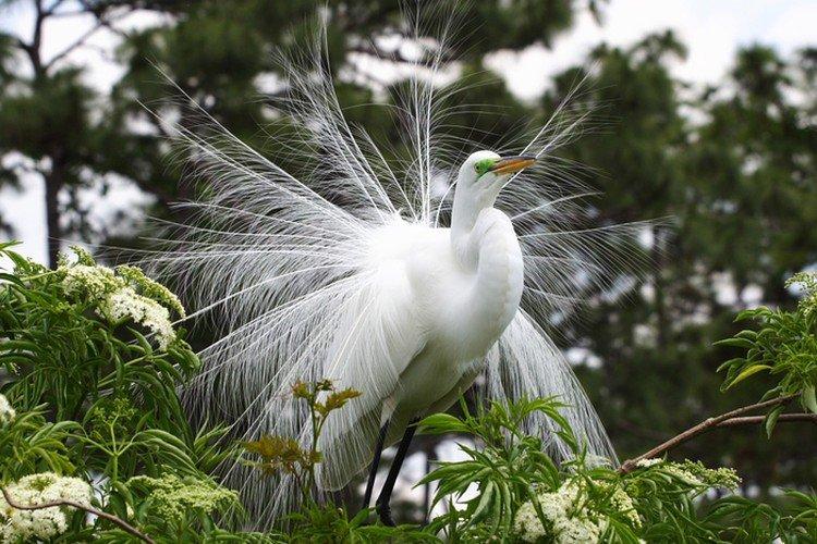 Héron - photo d'oiseau
