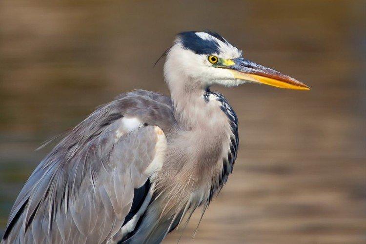 Héron - photo d'oiseau