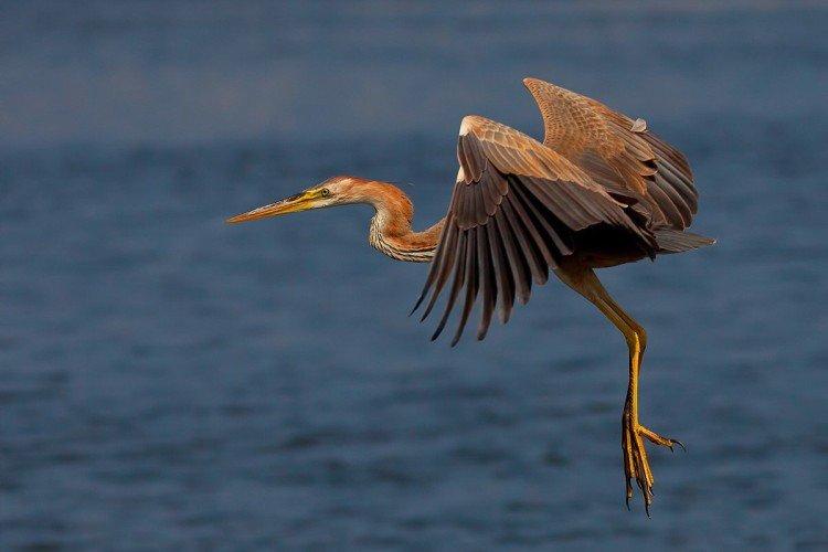 Héron - photo d'oiseau