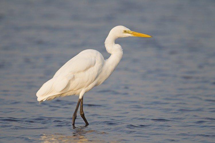 Grande aigrette